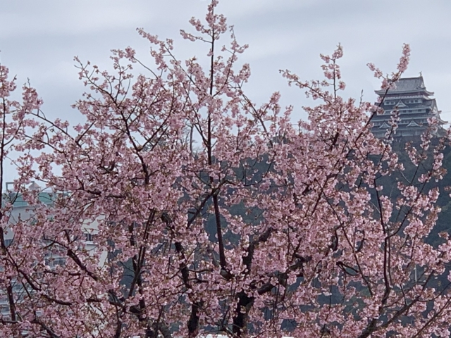 熱海城と桜のイメージ