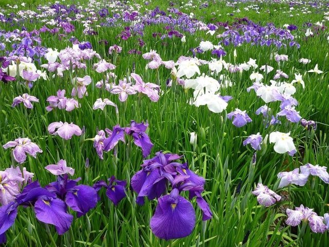 川口湖と紫陽花